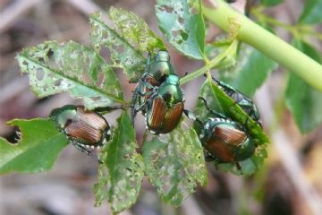 Popillia Japonica Piano di azione 2026 per il contrasto alla diffusione dell'insetto